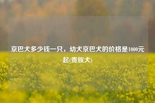 京巴犬多少钱一只，幼犬京巴犬的价格是1000元起(贵族犬)